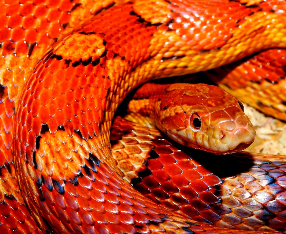 Orange And Yellow Snake