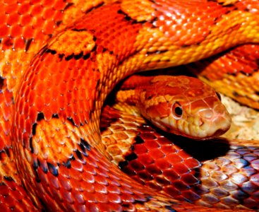 Orange And Yellow Snake photo