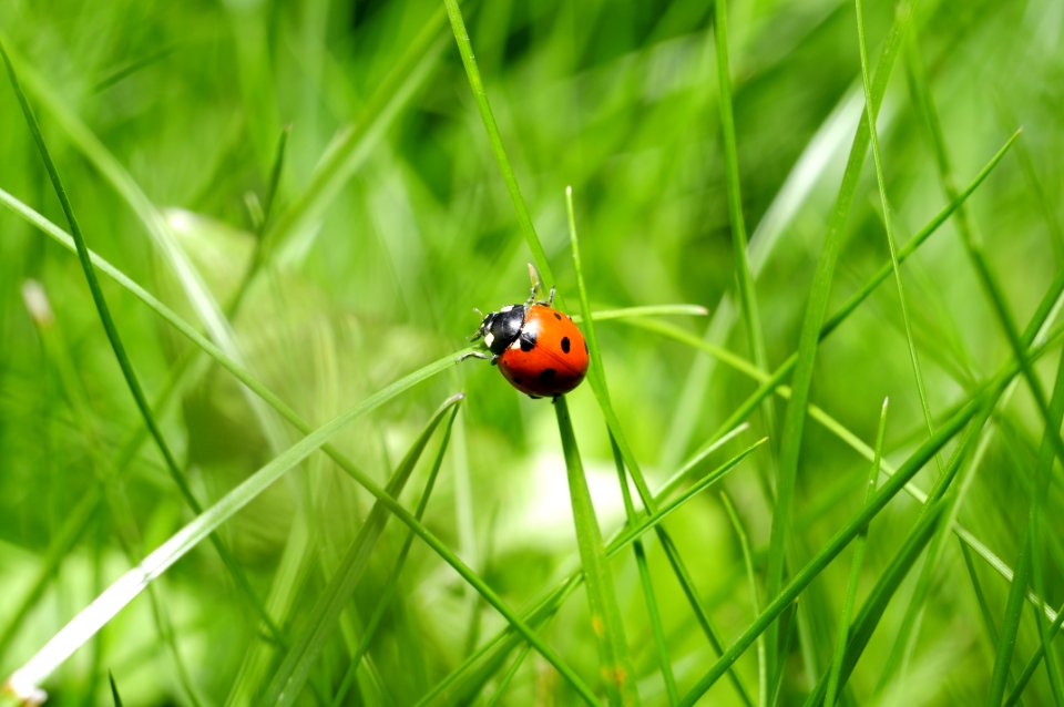 Ladybug In Green Grass