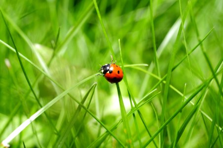 Ladybug In Green Grass