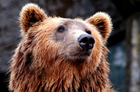 Face Of Brown Bear photo