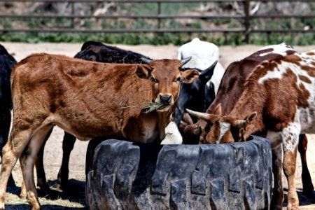 Brown Black And White Cows Drinking Water During Daytime