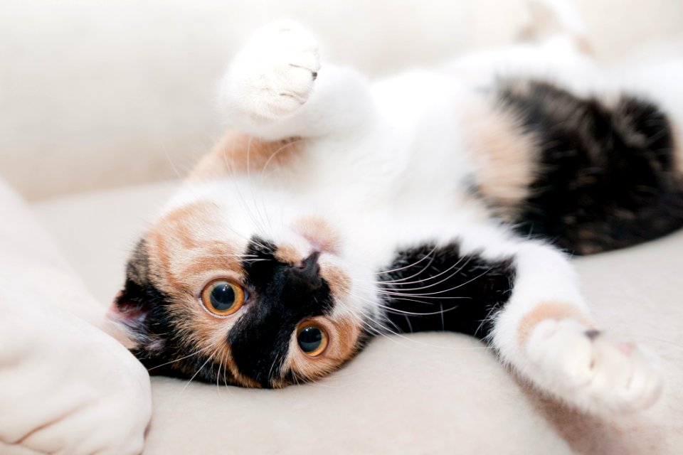 Portrait Of Black And White Kitten