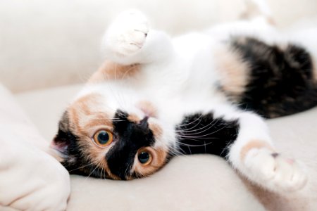Portrait Of Black And White Kitten