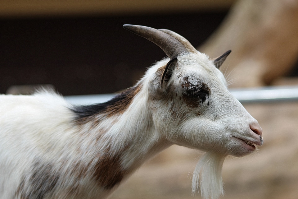 Mammals domestic goat billy goat