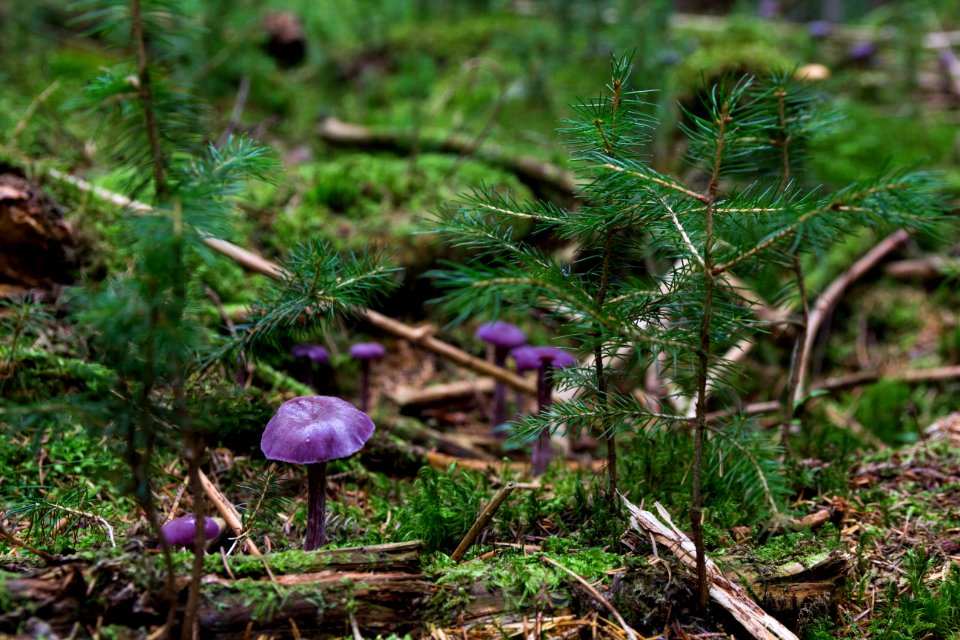 Purple Mushrooms On Ground