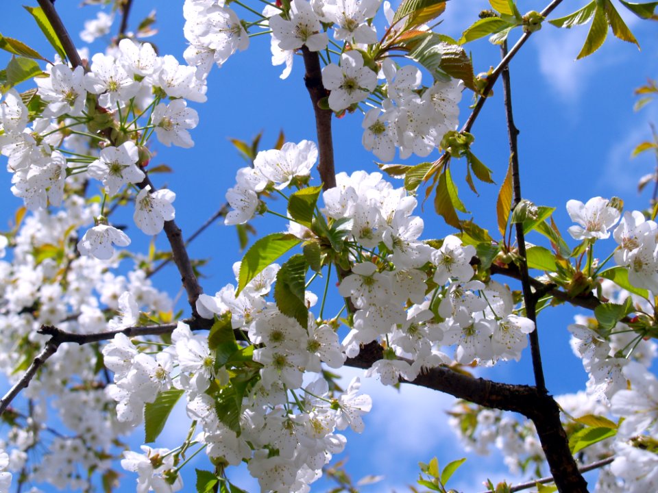 White Cherry Blossoms