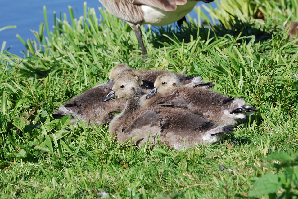Waterfowl chicks bird