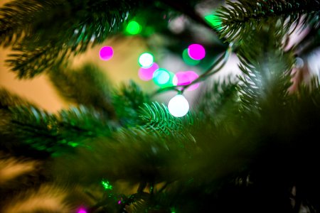 Green Fern Leaves Near Lights