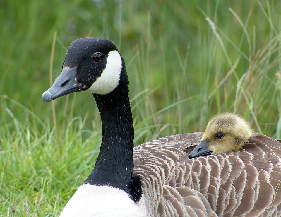 Bird baby cute photo