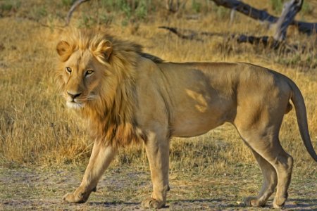 African Lion In Field Botswana