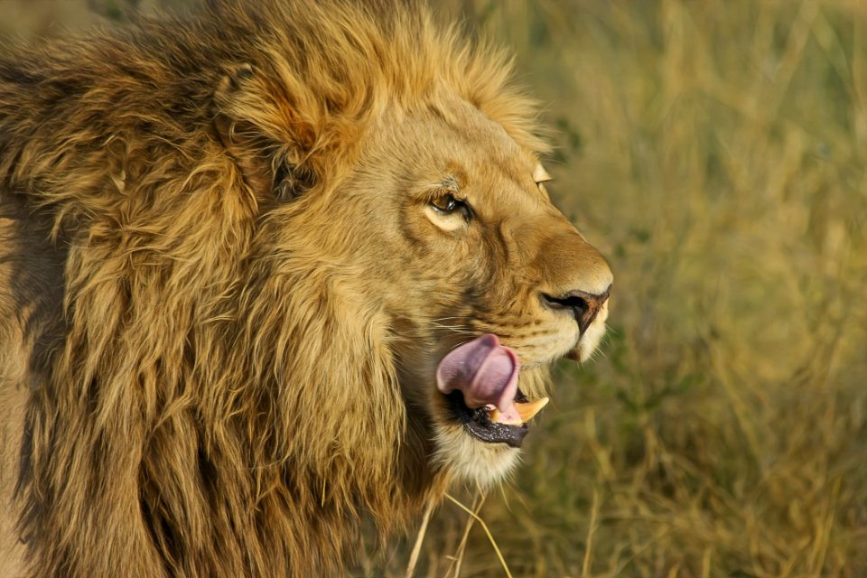 Lion On Green Grass Field photo