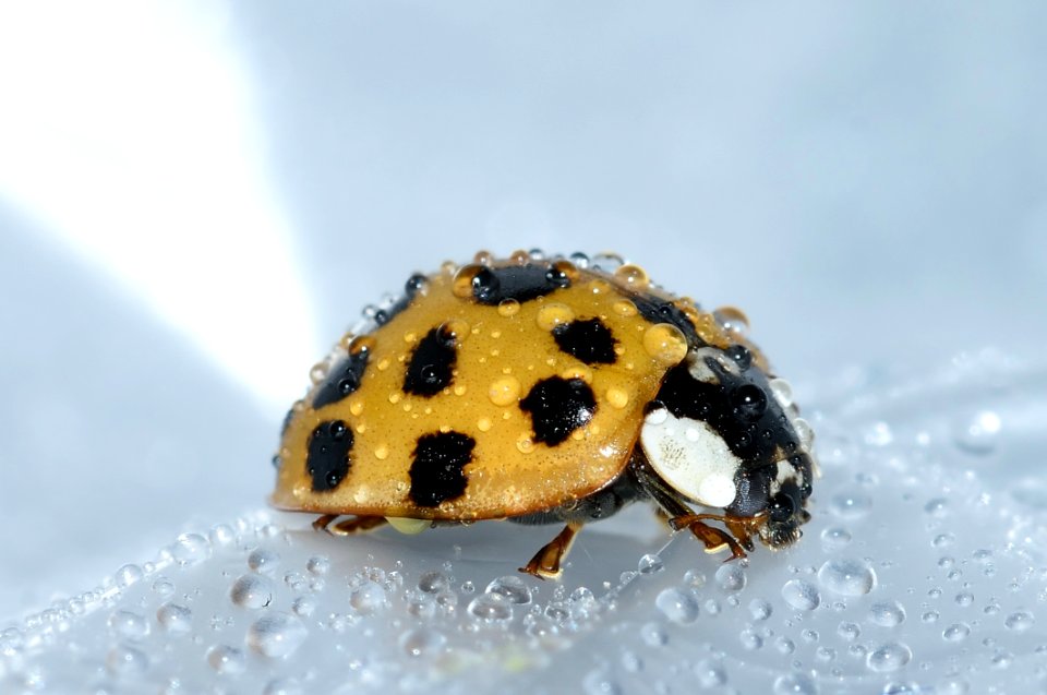 Yellow Wet Ladybug