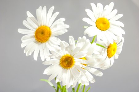 White And Yellow Flower