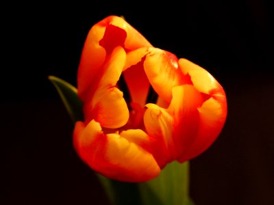Orange Tulip