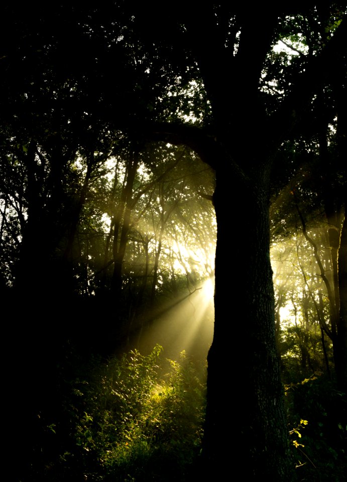 Sun Beam Through Forest