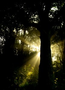 Sun Beam Through Forest photo