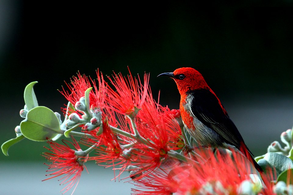 Scarlet And Black Honeyeater