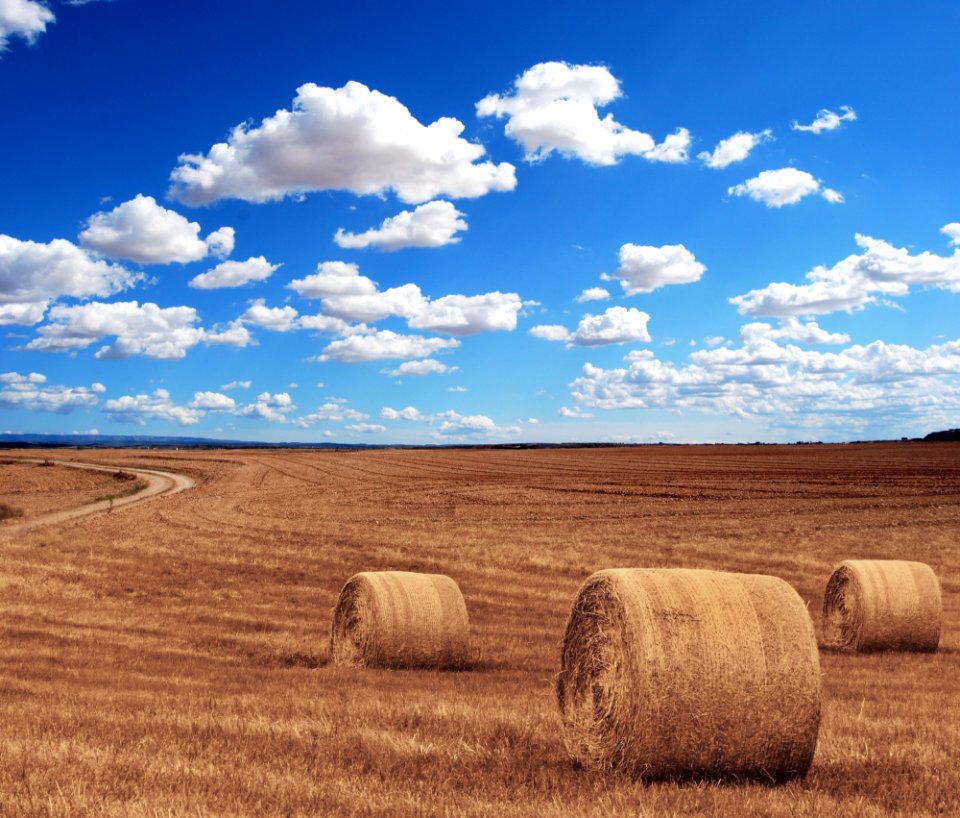 Brown Grass Under Clear Blue Sky Under During Time