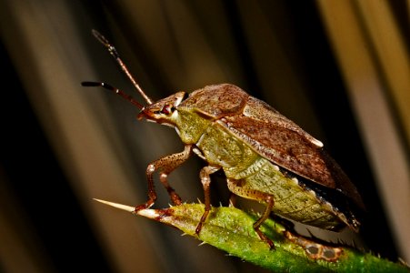Green Leaf Insect