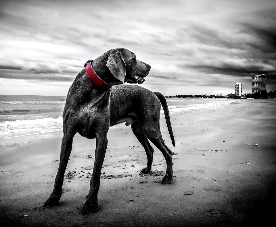 Gray Short Coated Medium Sized Dog