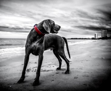Gray Short Coated Medium Sized Dog