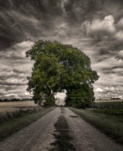 Big Oak Tree In A Rice Field Greyscale Photography photo
