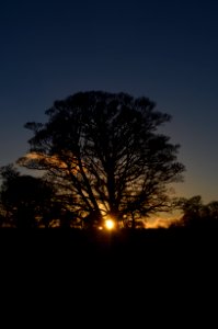 Tree Silhouette At Sunset photo