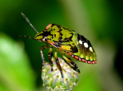 Green And Black Shield Bug photo