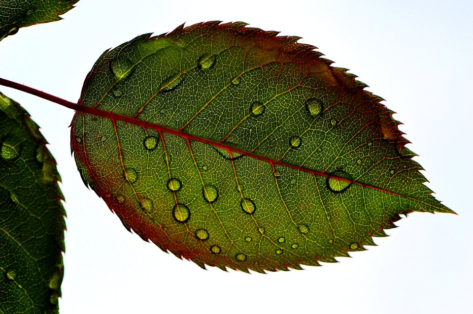 Closeup Of Rose Leaf