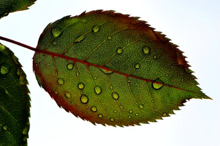 Closeup Of Rose Leaf