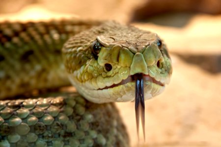 Shallow Focus Photography Of Gray Snake With Black Tongue photo
