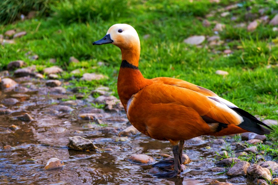 Duck Standing On The Shores Of A Lake