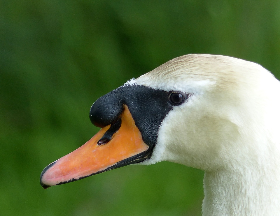 Nature white cygnus