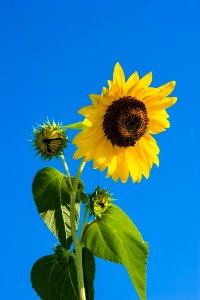 Sunflower Under Blue Sky During Daytime