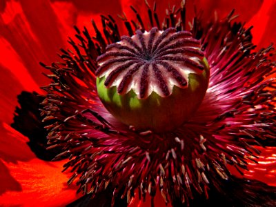 Red Poppy Macro