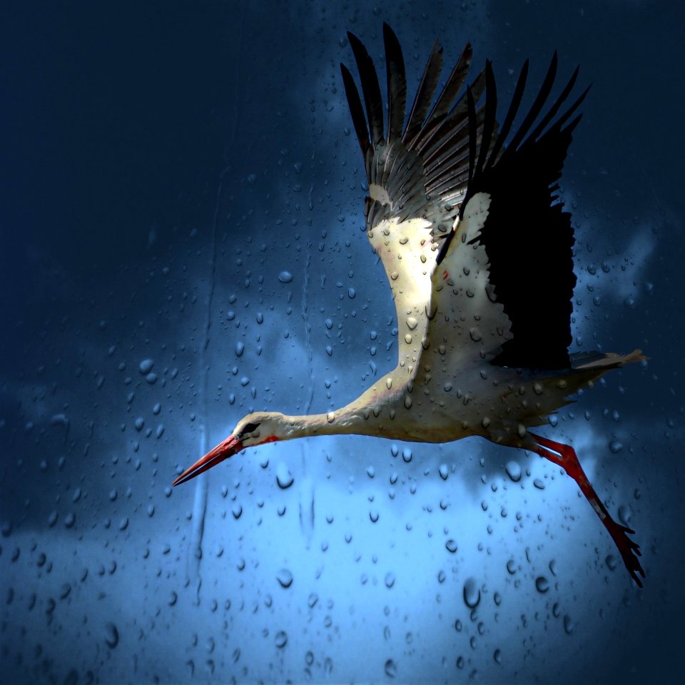 White And Black Bird Flying Under Dark Rainy Sky