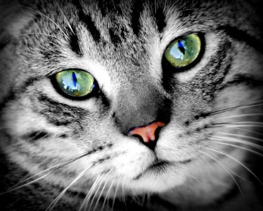 Grey Cat With Green Eyes photo