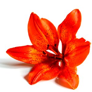 Orange Lily Blossom