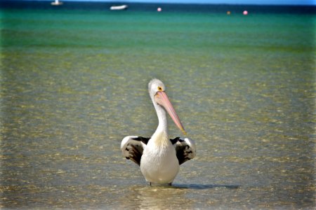Pelican On Seashore photo