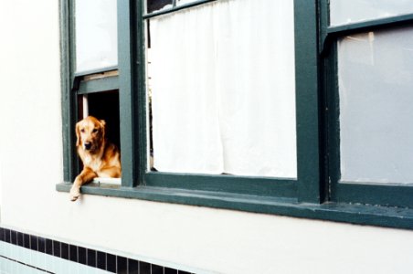 Dog Sitting On Window