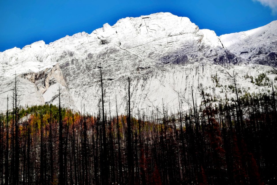 Trees Near Snow Covered Mountain During Daytime photo