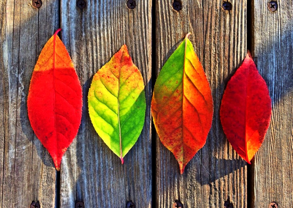 Autumn Leaves