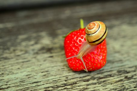 Brown Snail Perched On Strawberry Fruit photo