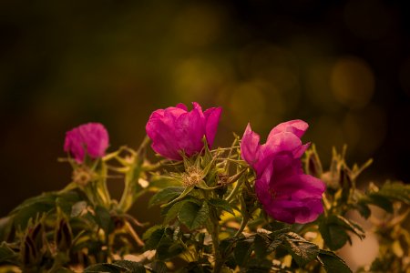 Wild Roses
