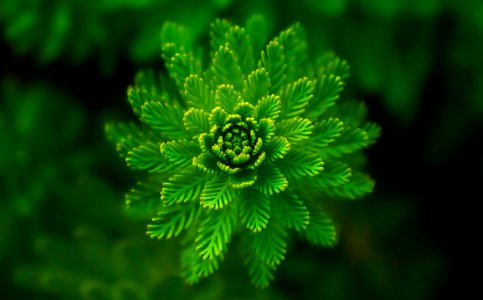 Green Flower Like Plant