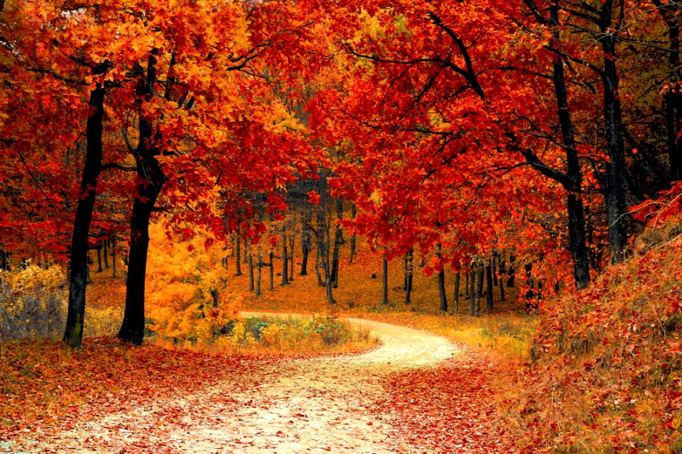 Red Leaf Tress Near The Road