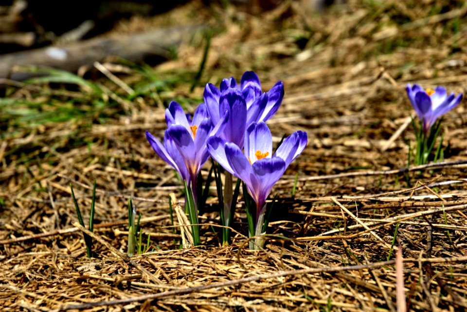 Purple Petaled Flower On Brown Hay