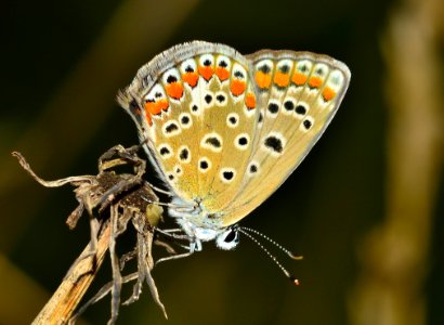 Butterfly On Branch photo