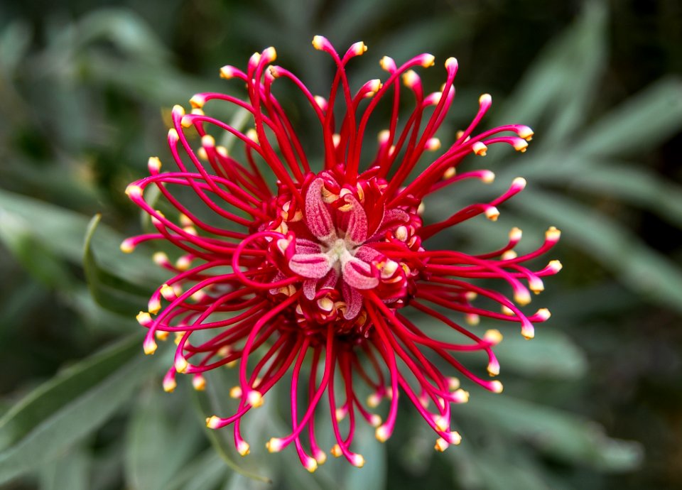 Red Flower